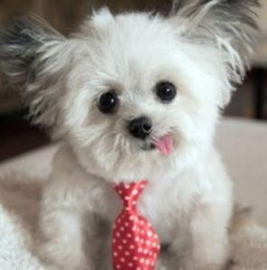 Meet your Posher, Aman